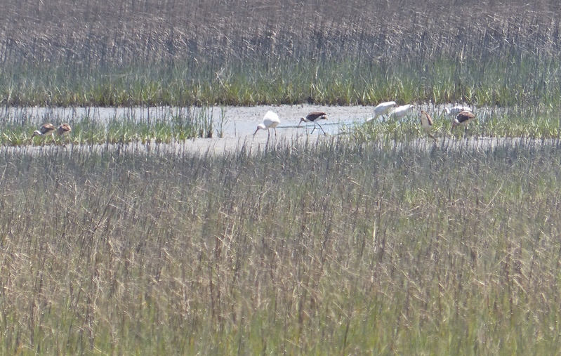 Group of white ibis feeding in marsh