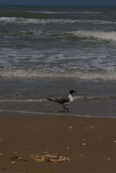 Laughing gull on beach