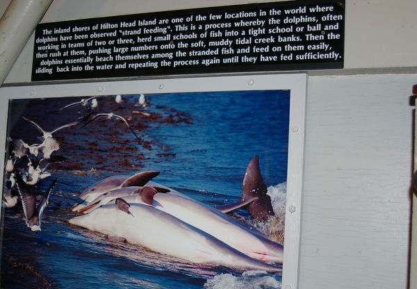 Interesting dolphin fact