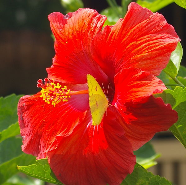 or Hibiscus