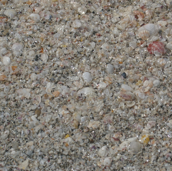 Beach full of little shells
