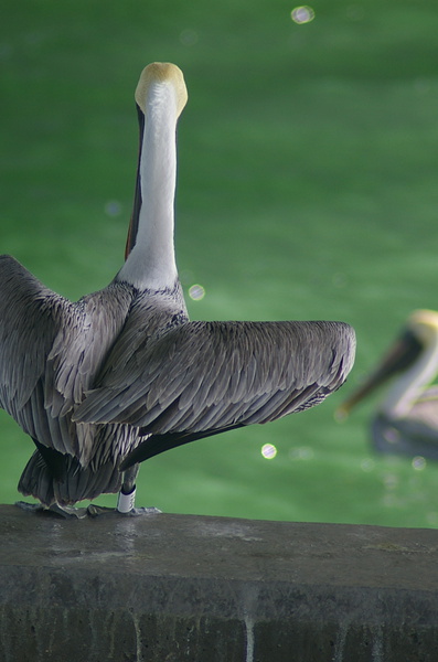 Banded pelican. 