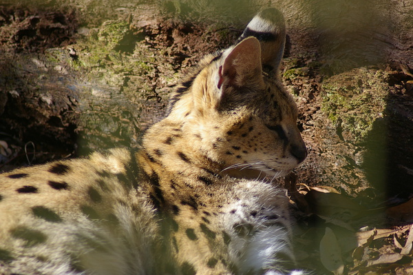 Beautiful serval