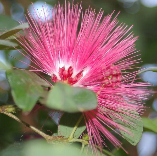 Pink puffy flower