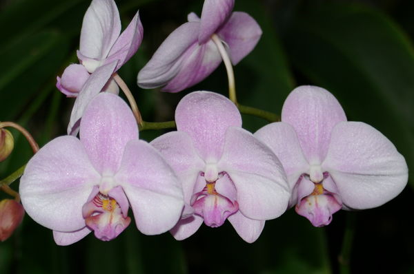 Lavender orchids