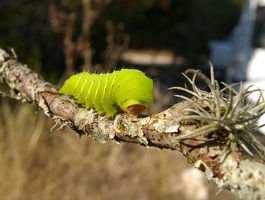 Big green caterpillar