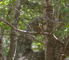 Painted Bunting