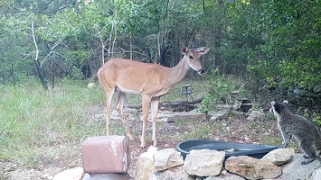 Video: Deer and many raccoons