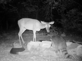 Video: Doe and raccoon