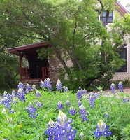 Bluebonnets in front yard