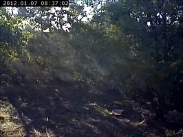 Video: Cedar pollen release