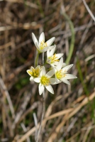 Flower on top of Enchanted Rock