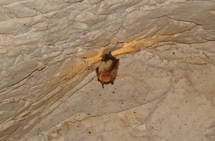 Pipistrelle bat