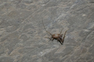 Cave cricket