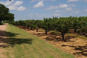 Peach orchard