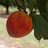 Perfect peach