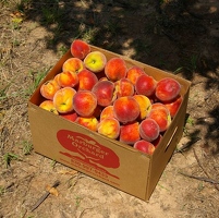 Our box of peaches
