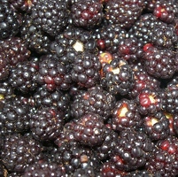 Blackberries