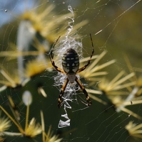 Beautiful spider