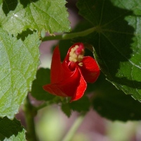 Red flower bud