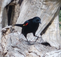 Red-winged Blackbird