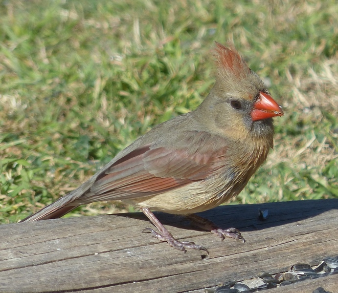 Cardinal