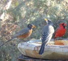 Wet Robin