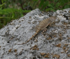 Lizard