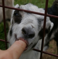 Baby goat