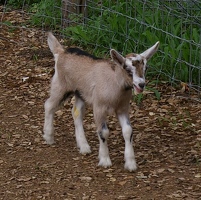 Pure Luck Goat Farm