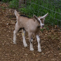 Baby goat