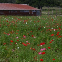 Field of poppies