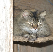 Pure Luck barn cat