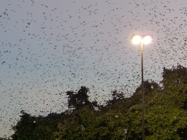 Purple Martins