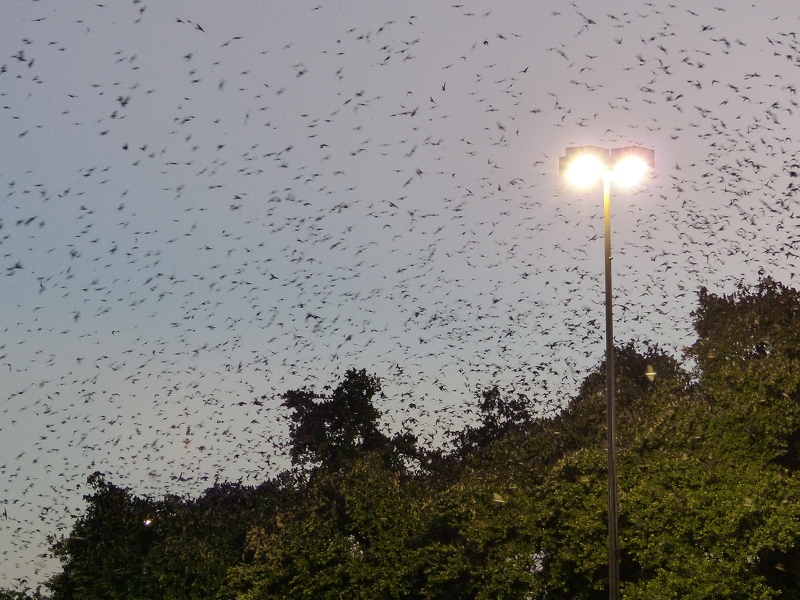 Purple Martins