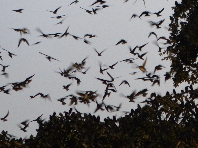 Purple Martins