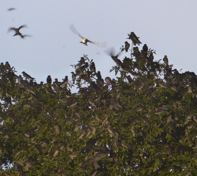 Purple Martins