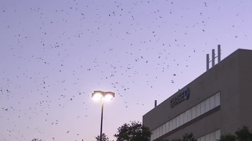 Video: Purple Martins