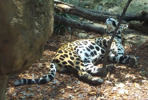 San Antonio Zoo