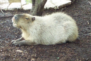 Capybara