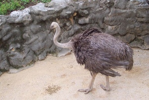 Ostrich