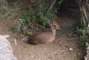 Dik-dik