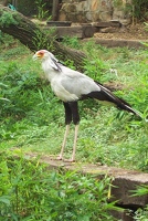 Secretary bird