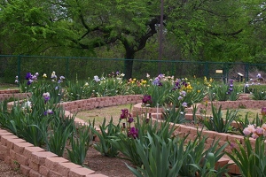 San Marcos Iris Planting