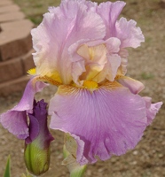 Bud hiding under flower