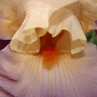 Looking inside