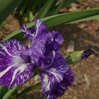 Purple and white stripe