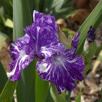 Purple and white stripe