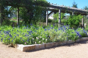 Bluebonnet garden in the courtyard