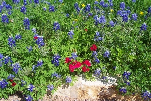 Bluebonnets and red phlox